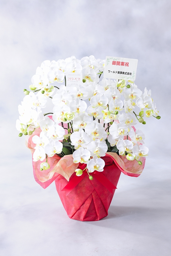 <p>木札かメッセージカードの選択が可能です。
※木札は御祝いの文言と贈り主のお名前ですが、カードは文書を30文字程度までメッセージの記載が可能です。</p>